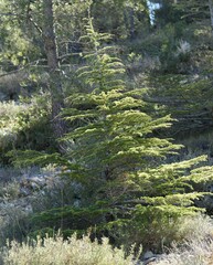 Cedrus libani