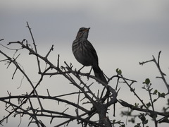 Cercotrichas leucophrys