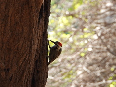 Chloropicus namaquus