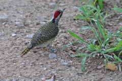 Campethera bennettii