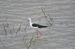 Himantopus novaezelandiae