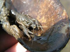 Pontastacus leptodactylus