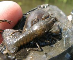 Pontastacus leptodactylus