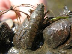 Pontastacus leptodactylus