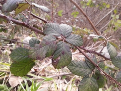 Rubus