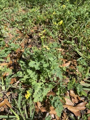 Corydalis micrantha