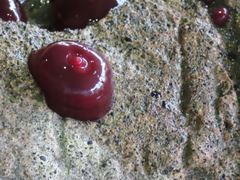 Actinia tenebrosa
