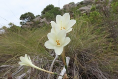 Cyrtanthus leucanthus