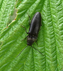 Hemicrepidius niger