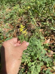 Corydalis micrantha