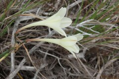 Cyrtanthus leucanthus
