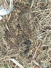 Erinaceus roumanicus