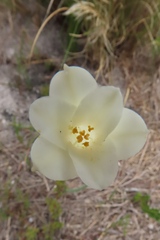 Cyrtanthus leucanthus