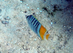 Chaetodon mertensii