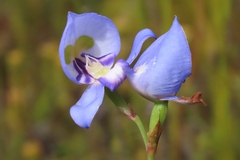 Disa graminifolia