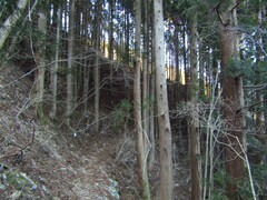 Cryptomeria japonica
