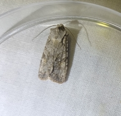 Lithophane ornitopus