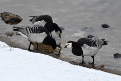 Branta leucopsis