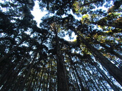 Cryptomeria japonica