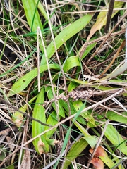 Plantago lanceolata