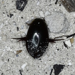 Megadytes