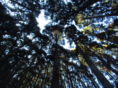 Cryptomeria japonica