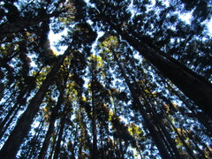 Cryptomeria japonica