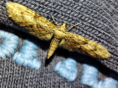 Eupithecia abbreviata