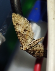 Eupithecia abbreviata