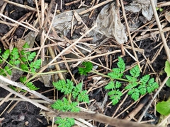 Anthriscus sylvestris