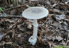 Amanita longistriata