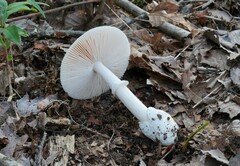 Amanita longistriata