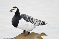Branta leucopsis