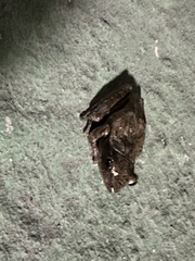 Polypedates megacephalus