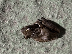 Polypedates megacephalus