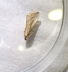 Evergestis isatidalis