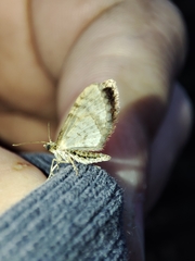 Eupithecia abbreviata