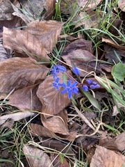 Scilla