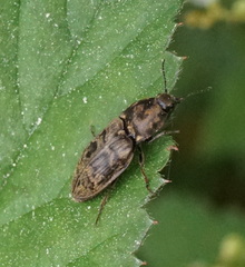 Prosternon tessellatum