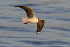 Chroicocephalus cirrocephalus