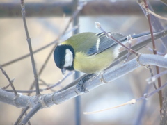 Parus major