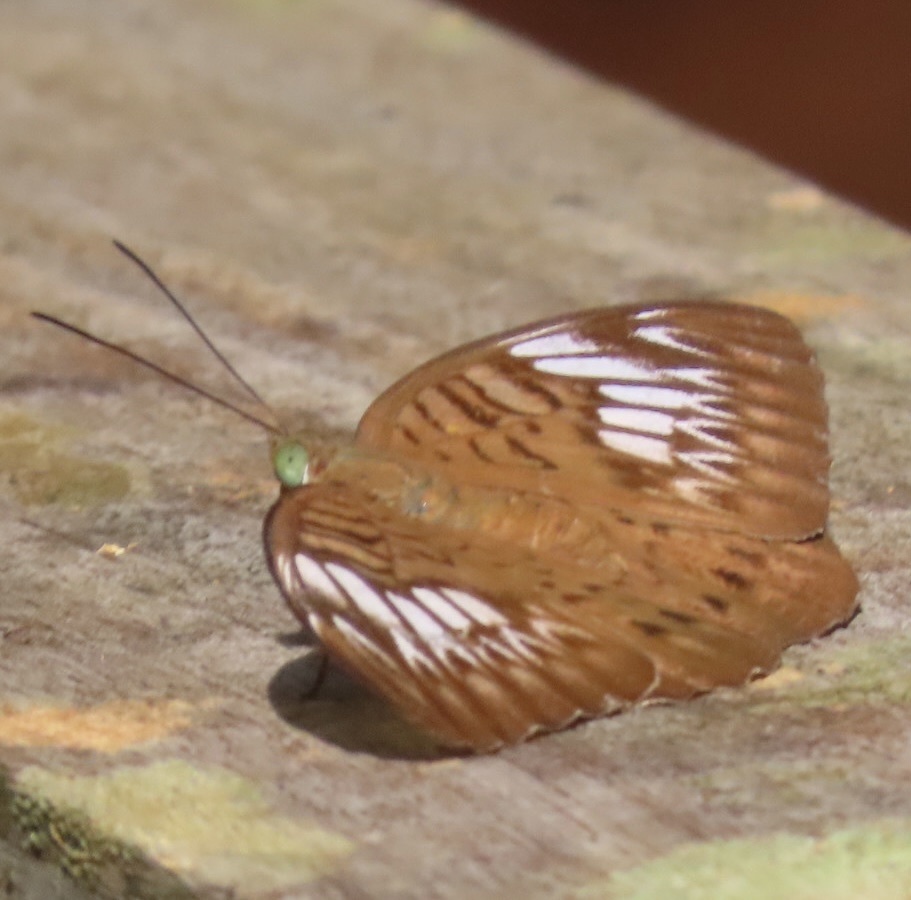 Tanaecia orphne