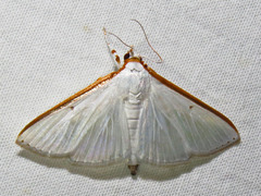Diaphania costata