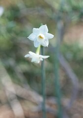 Narcissus dubius
