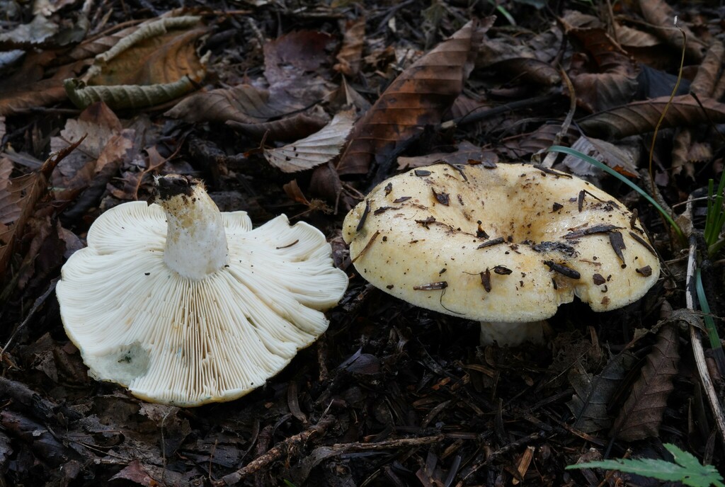 Lactarius tottoriensis