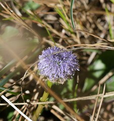 Globularia