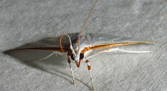 Diaphania costata