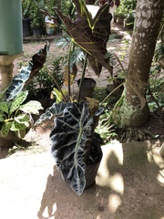 Alocasia amazonica