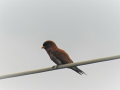 Eurystomus glaucurus