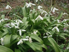 Galanthus woronowii